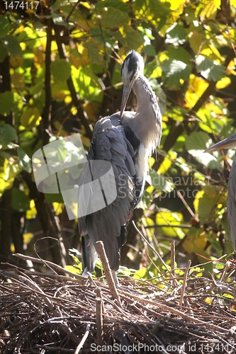 Image of Gray Heron in Autumn