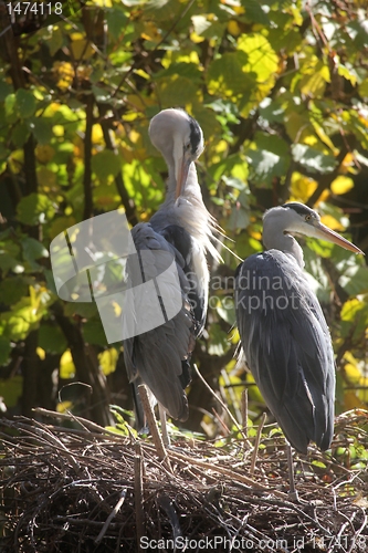 Image of Gray Heron