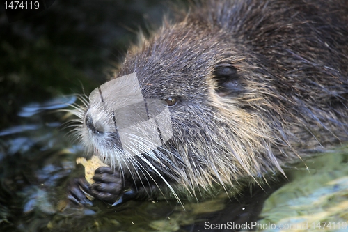 Image of Nutria