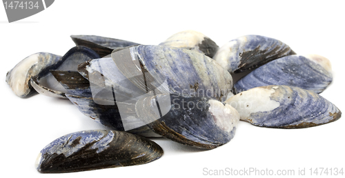 Image of Mussels