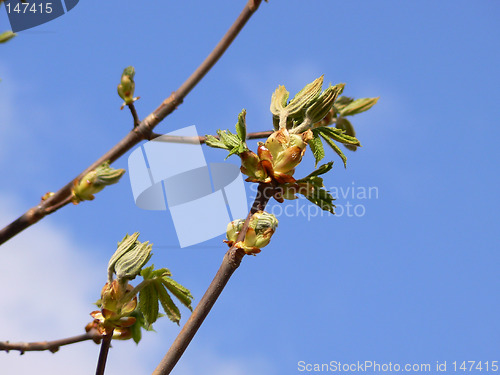 Image of Spring