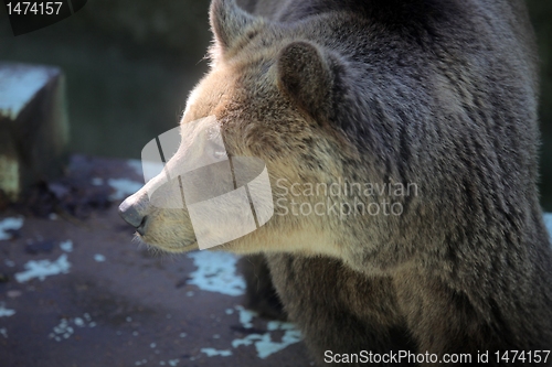 Image of Bear