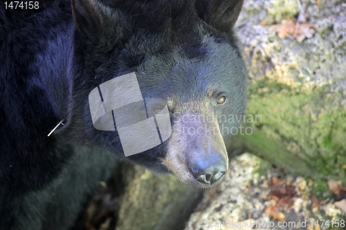 Image of Bear