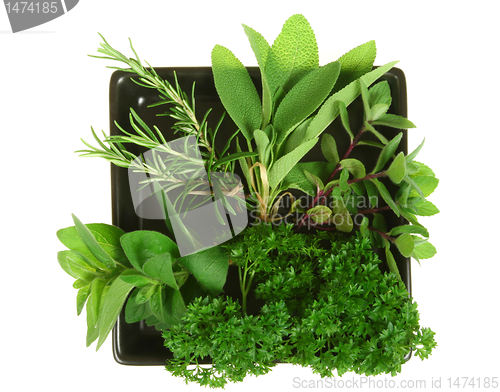 Image of Herbs