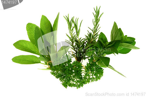 Image of Green Herbs