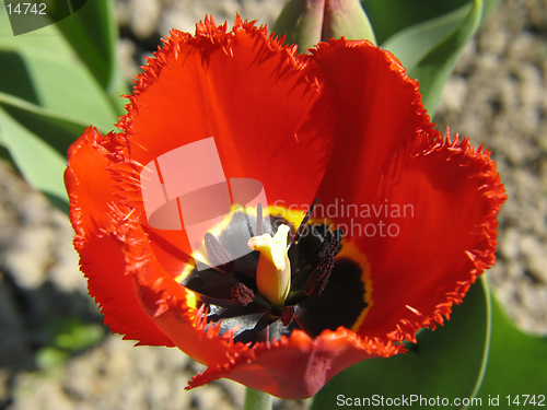 Image of Red double Tulip