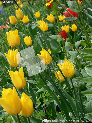 Image of Tulips