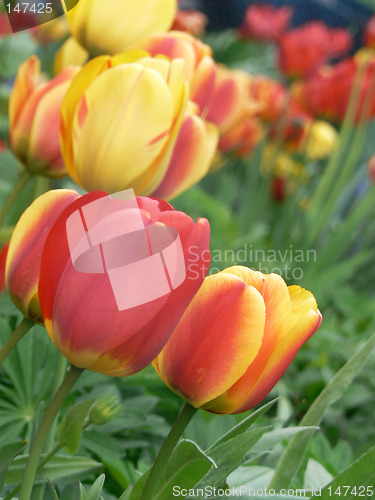 Image of Tulips