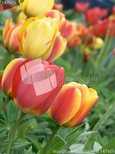 Image of Tulips