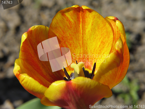 Image of Yellow-Red Tulip