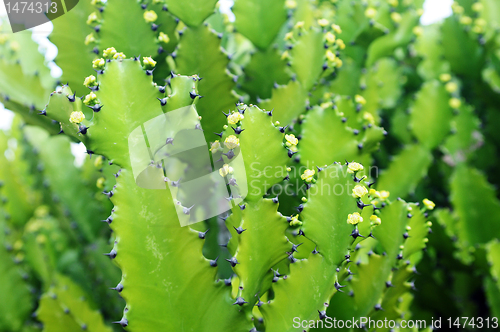 Image of Cactus