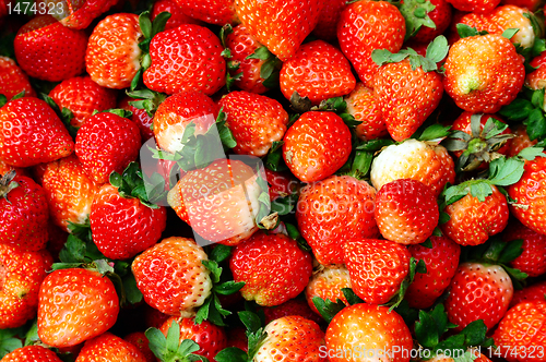 Image of Strawberry