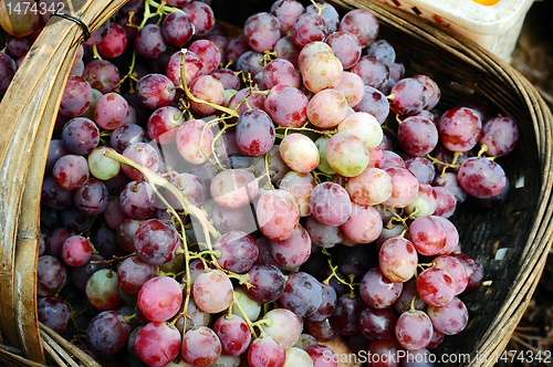 Image of Grapes in a basket