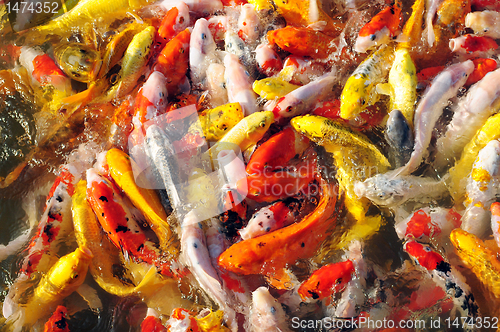 Image of Fancy carp in groups