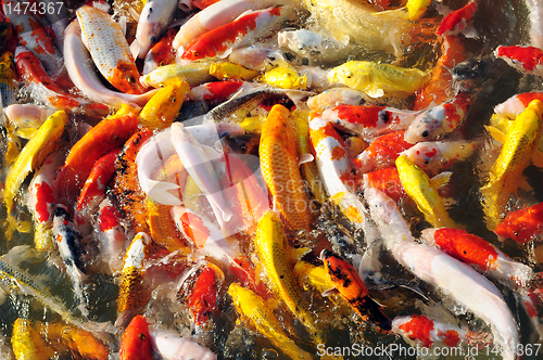 Image of Fancy carp in groups