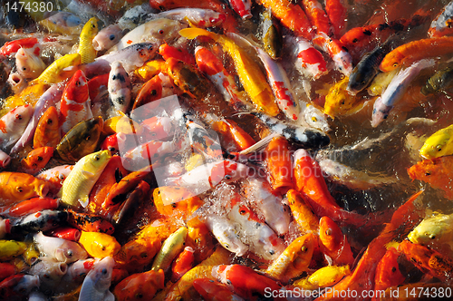 Image of Fancy carp in groups