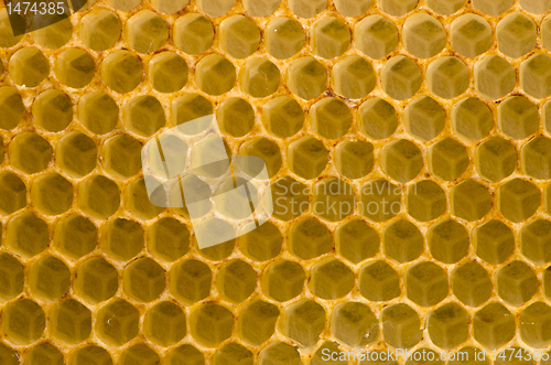 Image of Honeycomb fo honey closeup macro background.