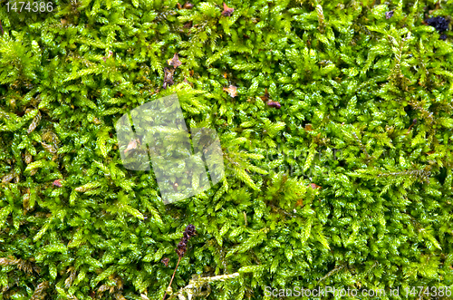 Image of Macro detail of forest moss floor natural ground.