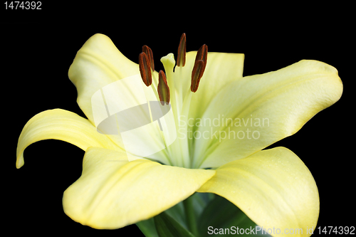 Image of lily