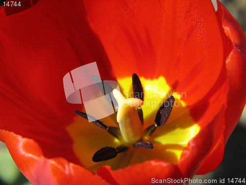 Image of Red Tulip