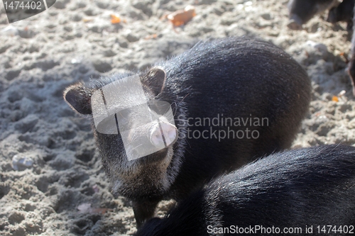 Image of Javelina or collared peccary