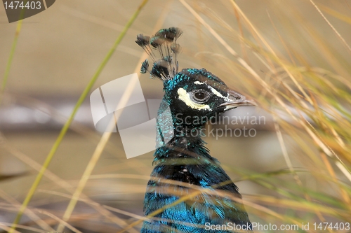 Image of A wild peacock