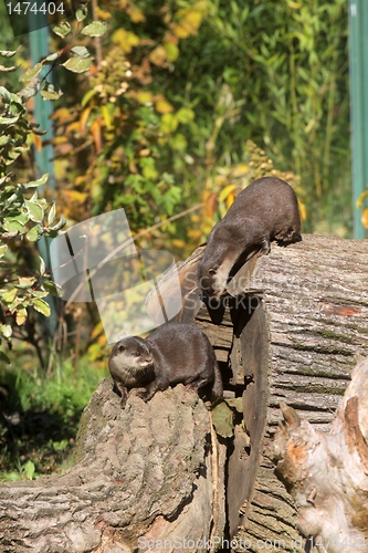 Image of Chinese Dwarf Otter