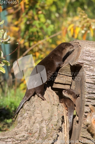 Image of Chinese Dwarf Otter