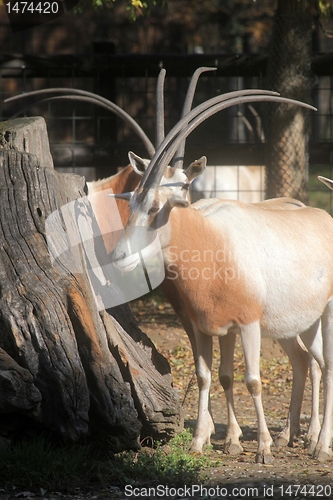 Image of African wild animal oryx gemsbok