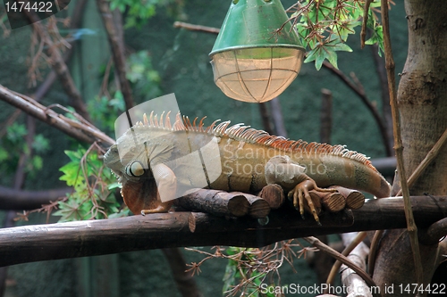 Image of Big Iguana