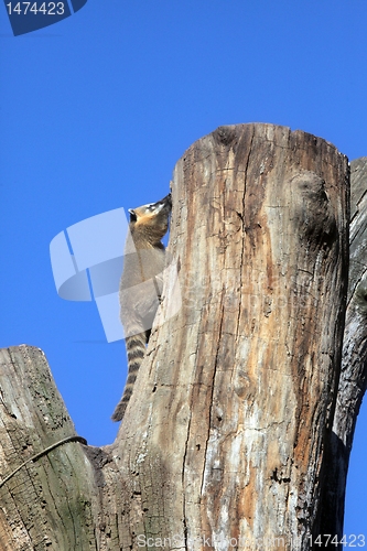 Image of Ring-tailed Coati (Nasua nasua)