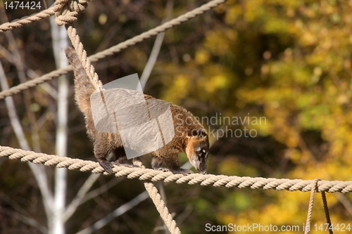 Image of Ring-tailed Coati (Nasua nasua)