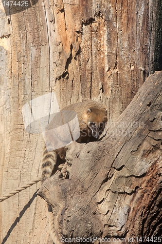 Image of Ring-tailed Coati (Nasua nasua)