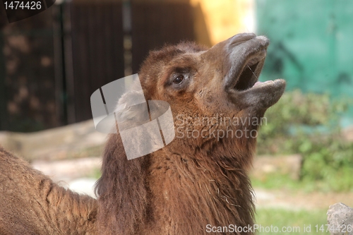 Image of A yawning camel