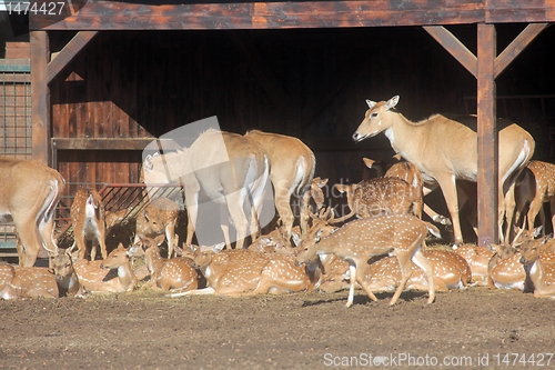 Image of Herd of Deer