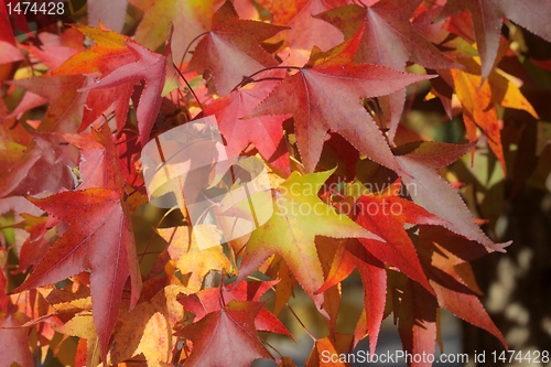 Image of Autumn leaves