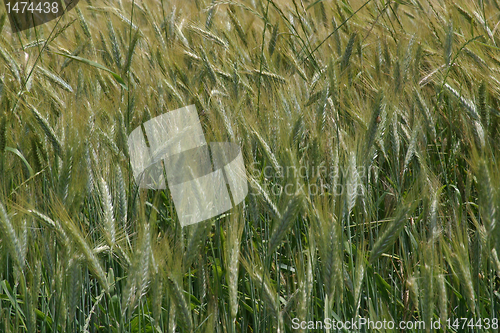 Image of Wheat growing in field