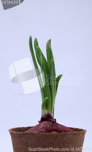 Image of Growing onion bulbs with fresh green sprouts