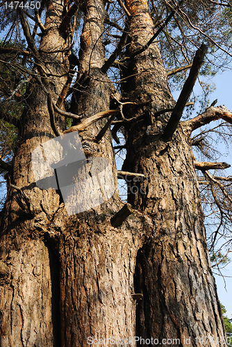 Image of three interlocking pine in the forest