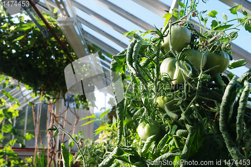 Image of green tomatoes grow on vines