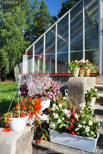 Image of flowers in pots  next to a greenhouse