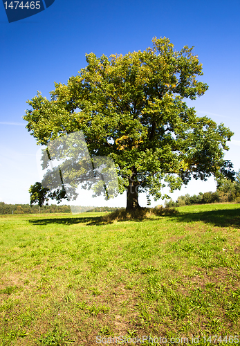 Image of Oak (summer)