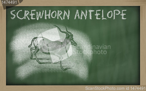 Image of  sketch of addax on blackboard (addax nasomaculatus)