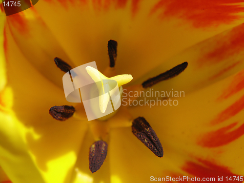 Image of Close-up of yellow-red tulip