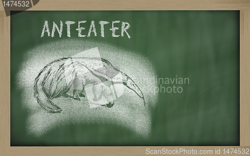 Image of  sketch of anteater on blackboard (Myrmecophaga tridactyla)