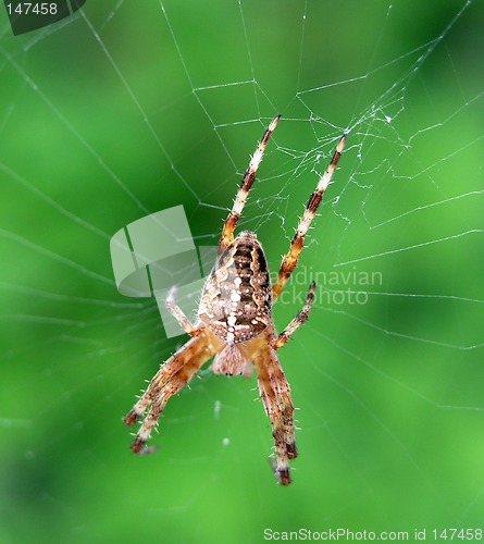 Image of Spider n Web