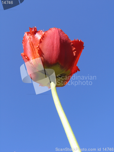 Image of Red double Tulip on blue-sky background
