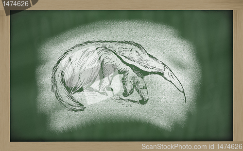 Image of  sketch of anteater on blackboard (Myrmecophaga tridactyla)