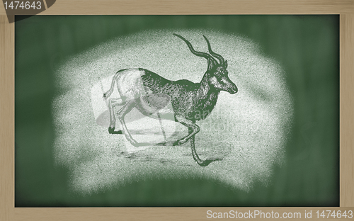 Image of  sketch of addax on blackboard (addax nasomaculatus)