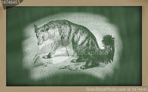 Image of  sketch of aard wolf on blackboard (proteles cristata)